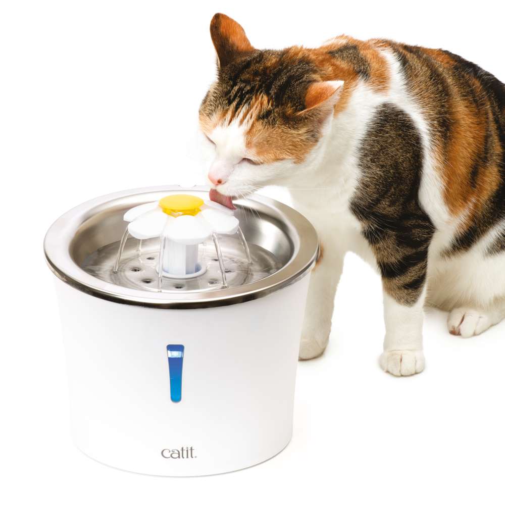 Cat Water Fountains